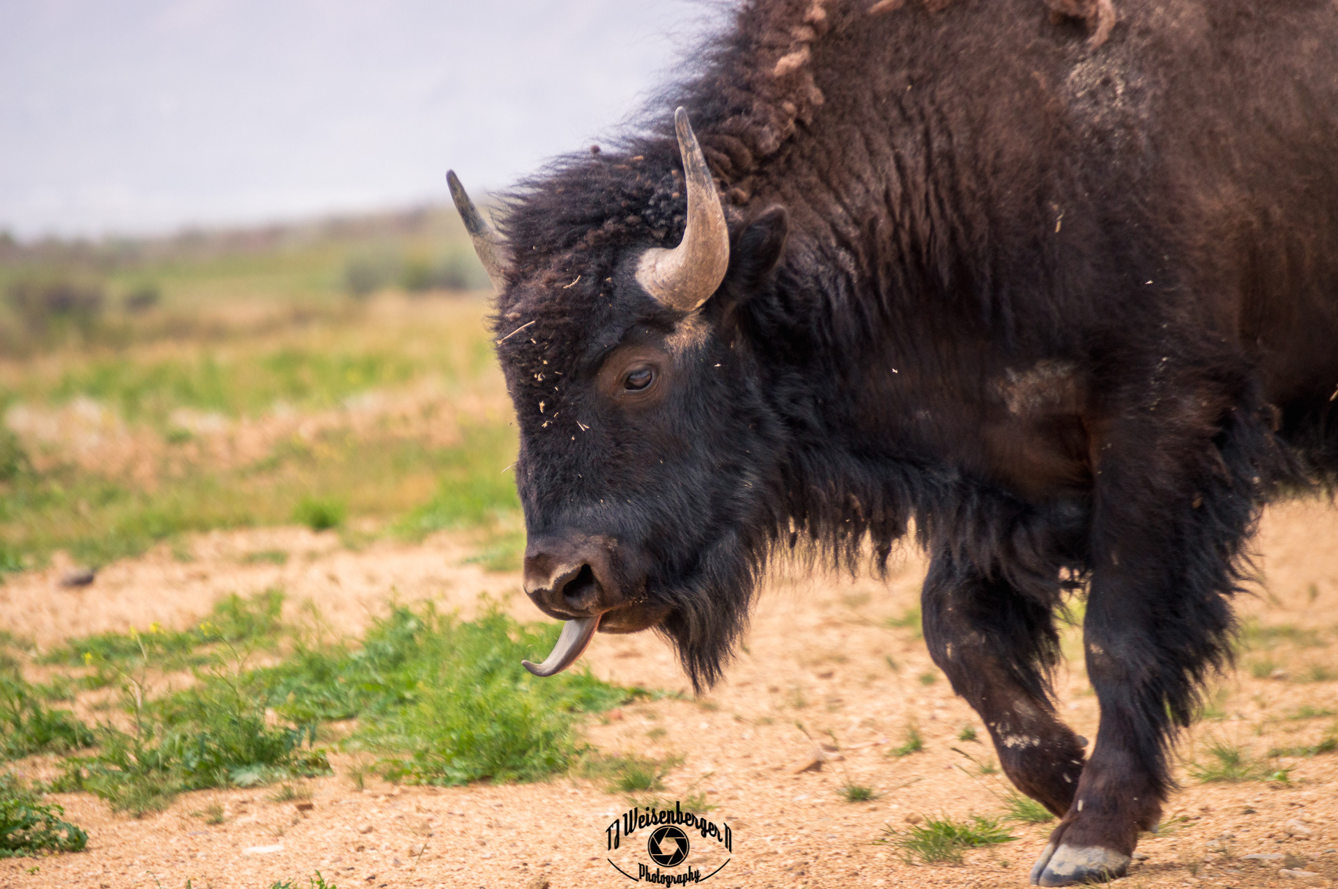American Buffalo on Antelope Island State Park - Salt Lake City, Utah