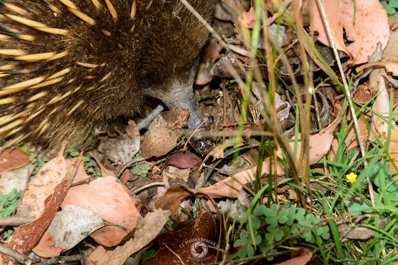 Short Beaked Echidna, Tachyglossus Aculeatus Setosus - Tasmania, Australia