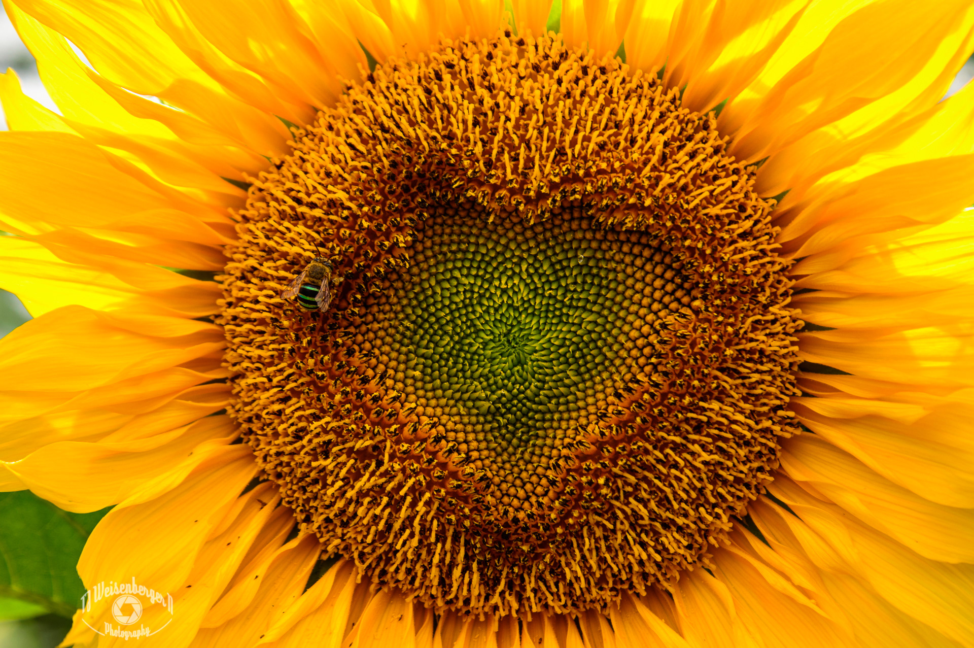 Blue-Banded Bee on a Sunflower with a Heart Shape - Central Bali, Indonesia
