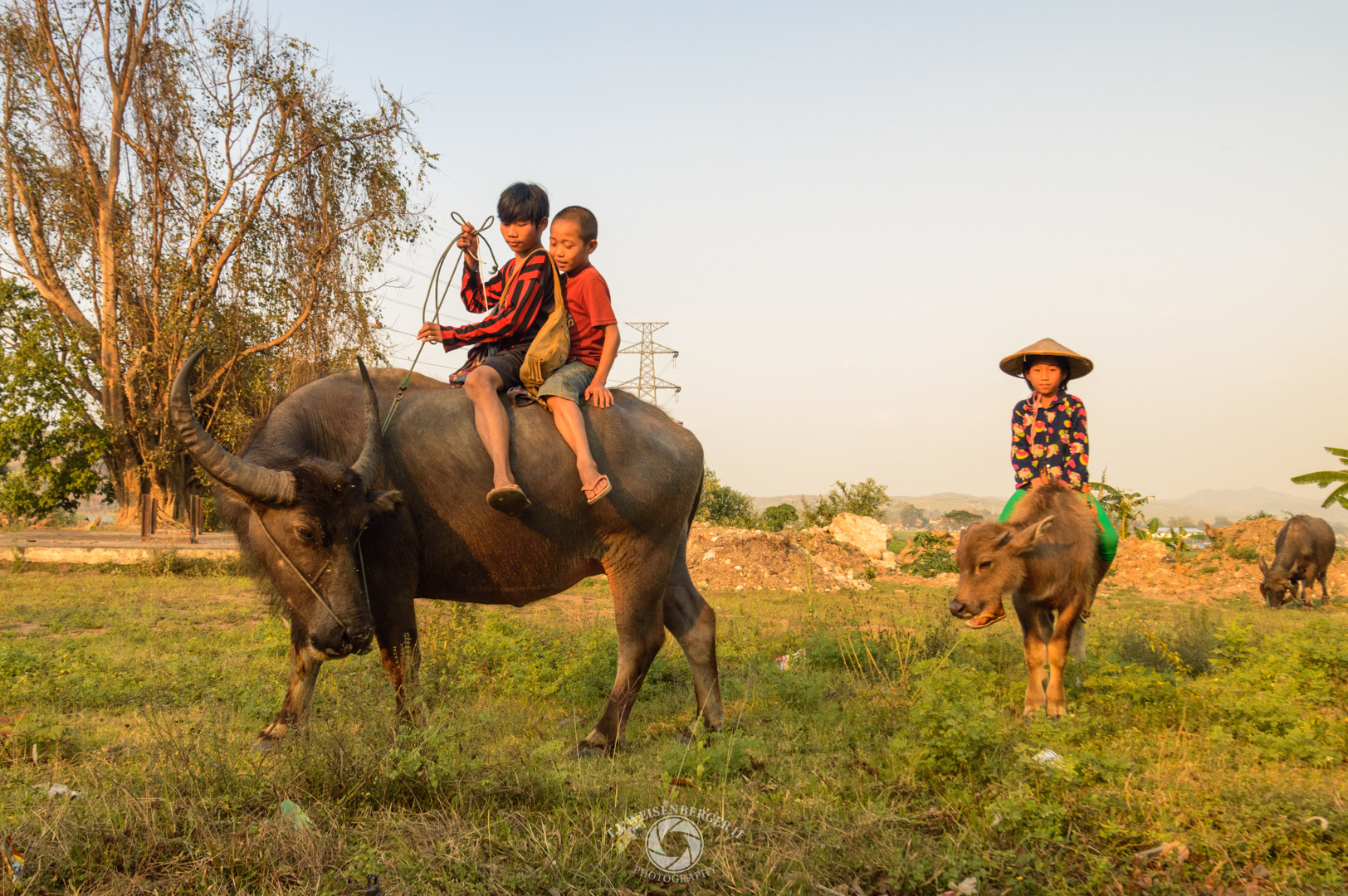 Quiting Time, Children Riding Water Buffalo Home After Grazing - Burma Myanmar