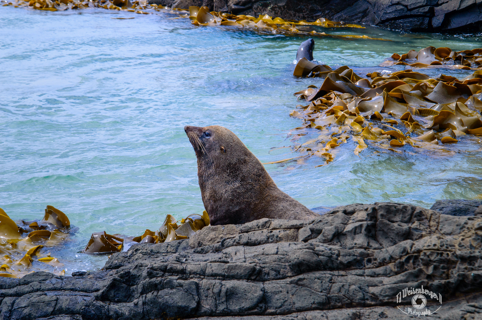 Fur Seal Watching Sea Lions Mate in Cannibal Bay - South Island, New Zealand