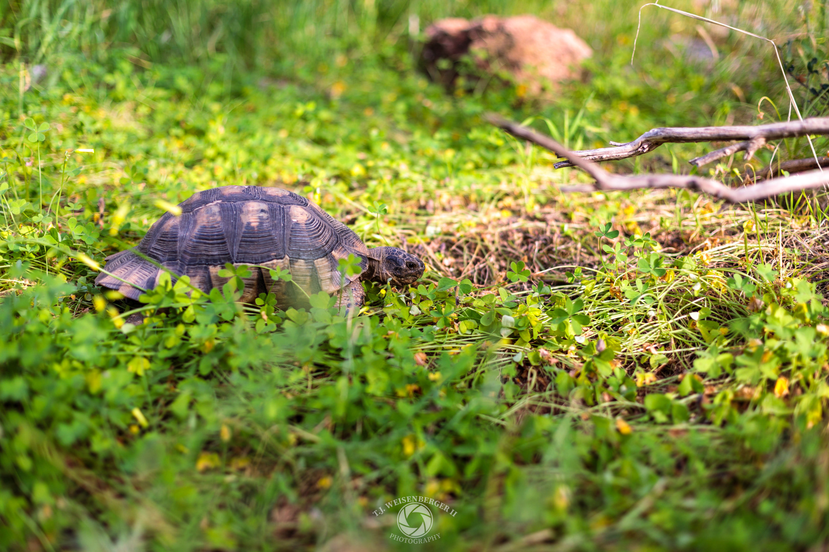 Spur-thighed Tortoise - Athens, Greece
