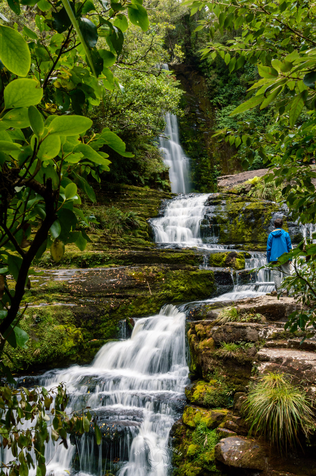 Lush Greenery at McLean Falls, The Catlins - South Island, New Zealand