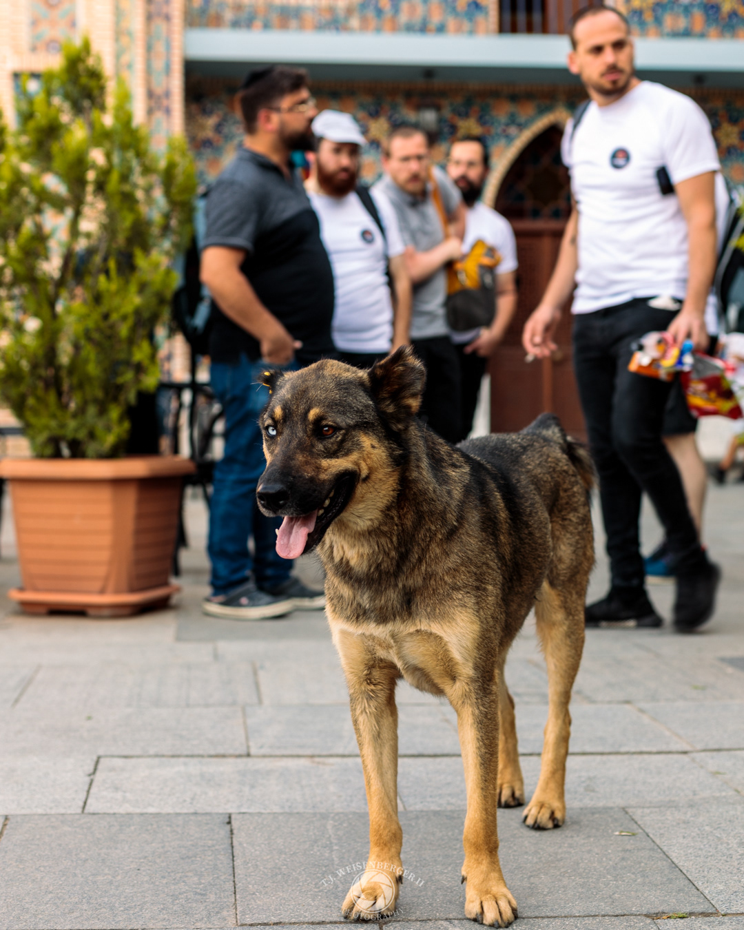 Heterochromia Dog - Tblisi, Georgia