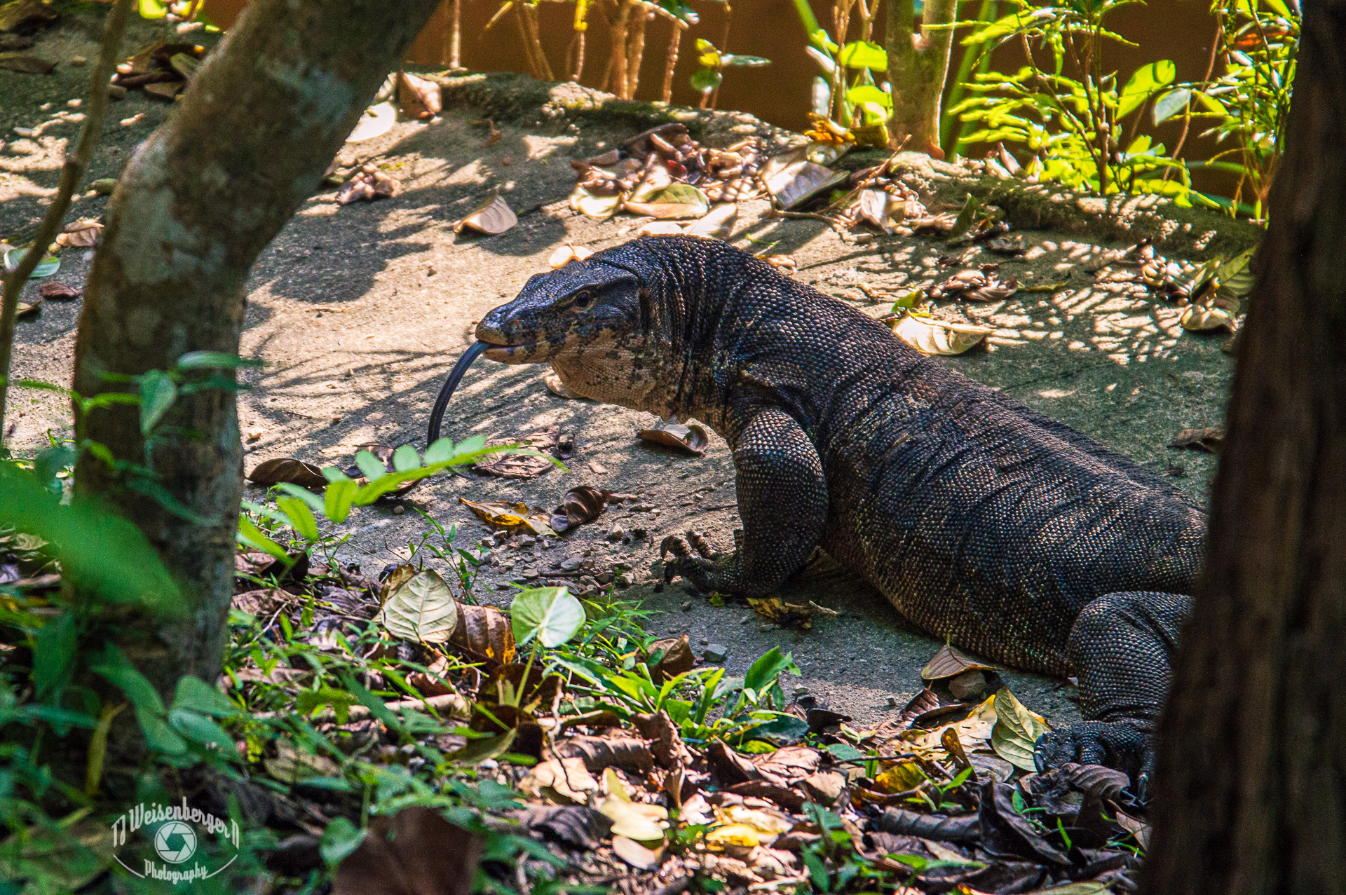Asian Water Monitor Wandering Through Tonsai - Krabi, Thailand