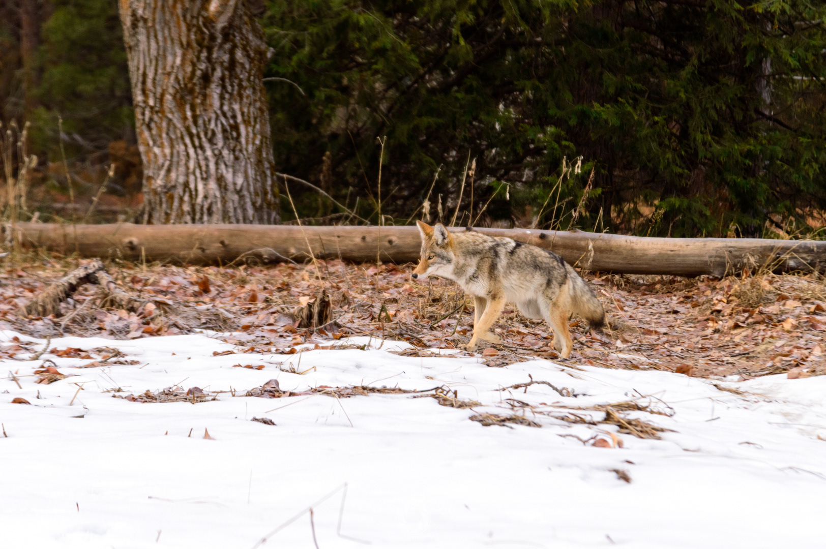 Coyote Roaming the Valley, Yosemite National Park - California, United States