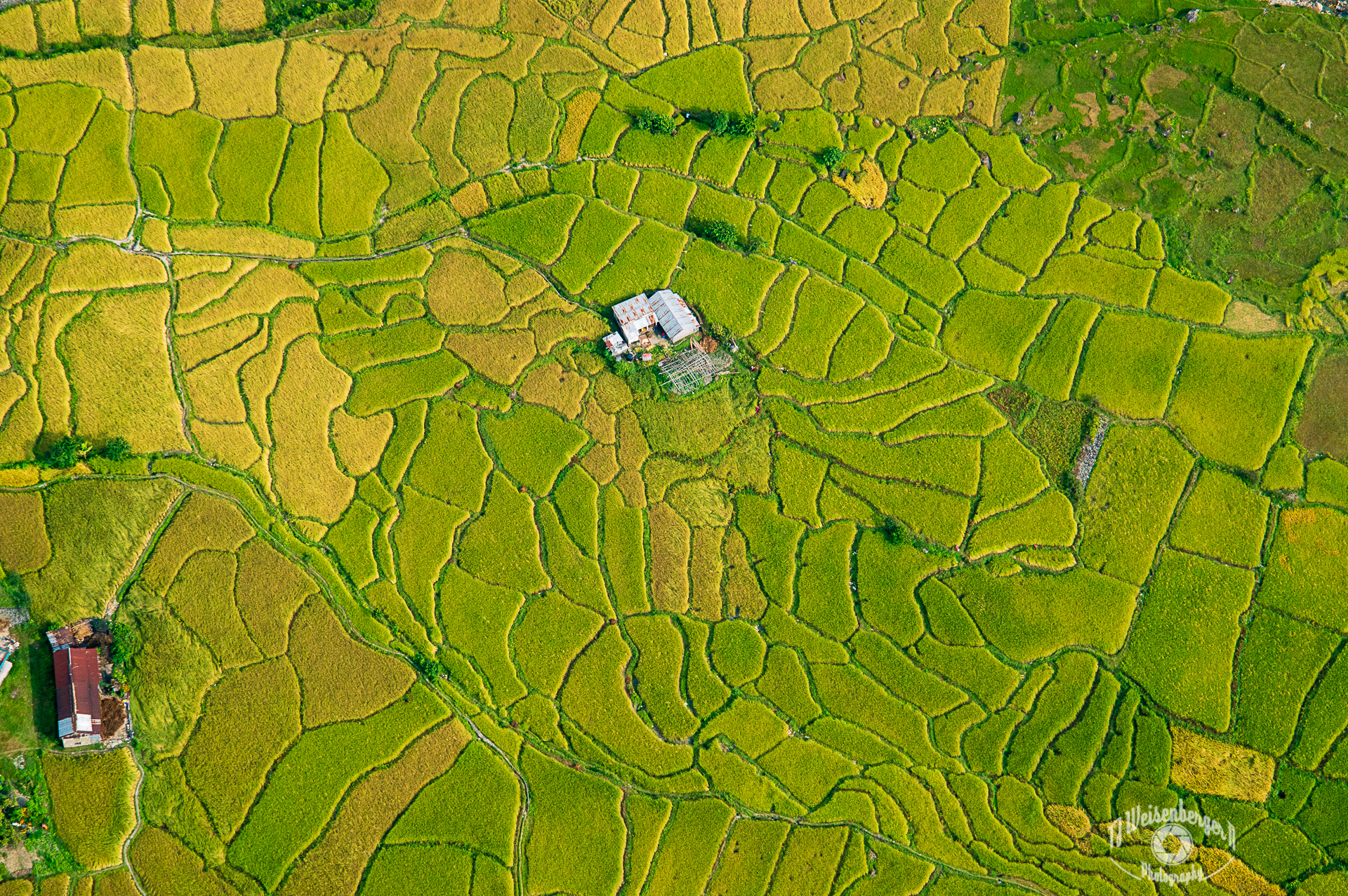 Paragliding Over Rice Paddies - Pokhara, Nepal