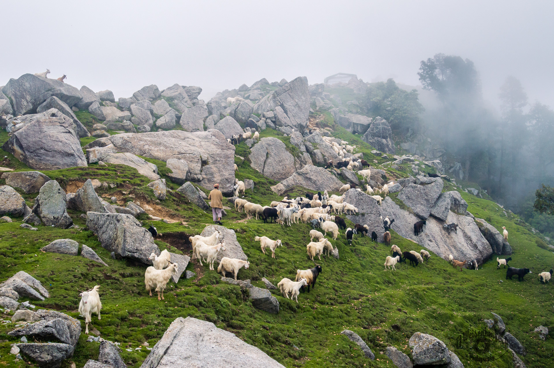 Goatherd and Goats Graze on Triund Hill Station - Dharamsala, Himachal Pradesh, India