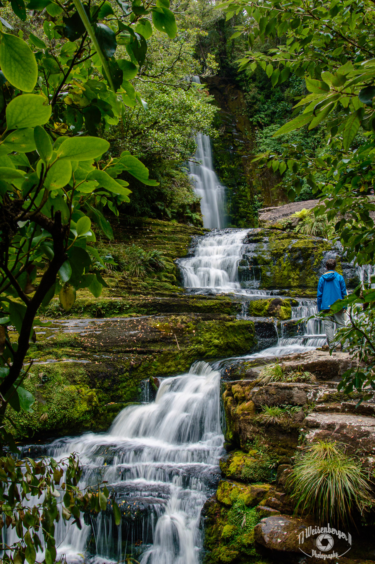 Lush Greenery at McLean Falls, The Catlins - South Island, New Zealand