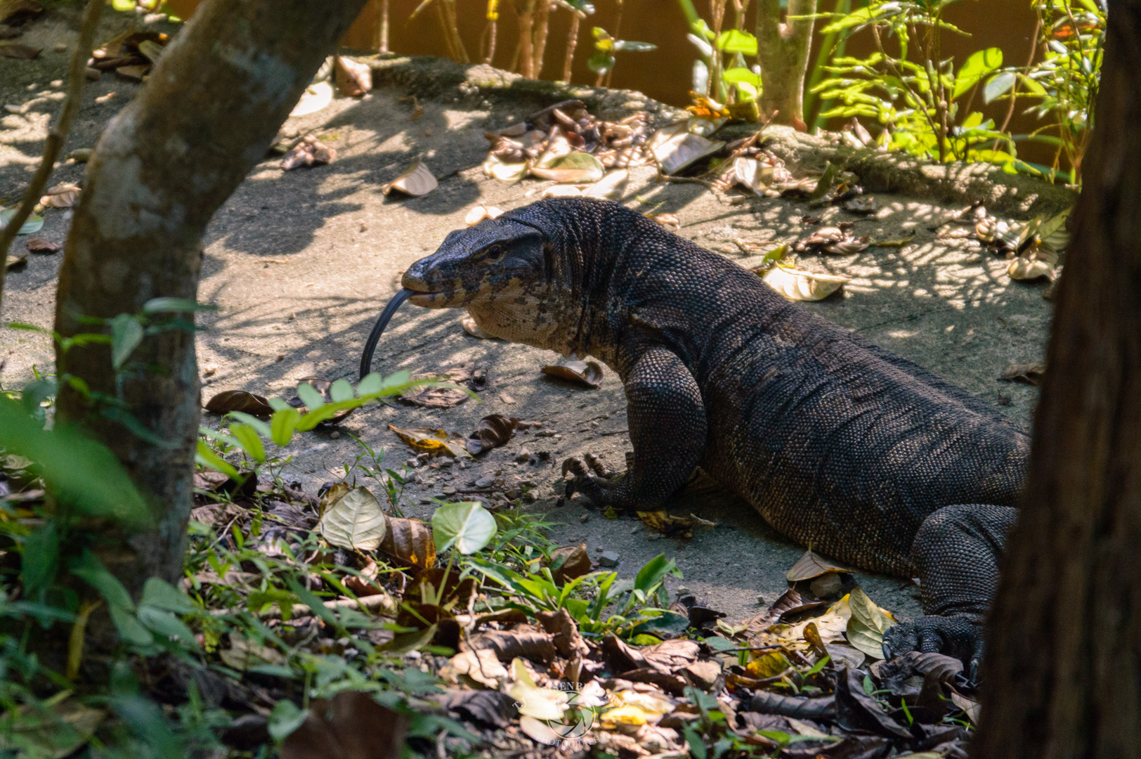 Asian Water Monitor Wandering Through Tonsai - Krabi, Thailand