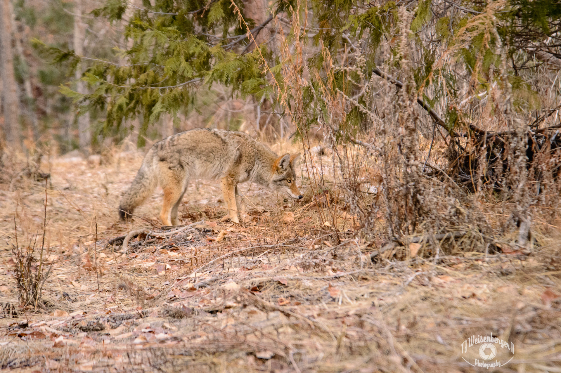 Coyote Roaming the Valley, Yosemite National Park - California, United States