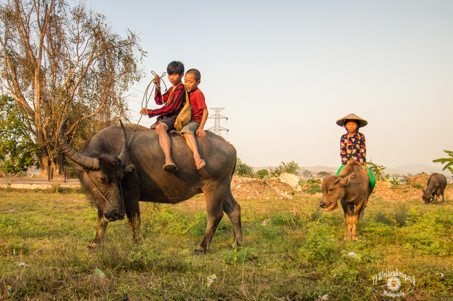 Quiting Time, Children Riding Water Buffalo Home After Grazing - Burma Myanmar