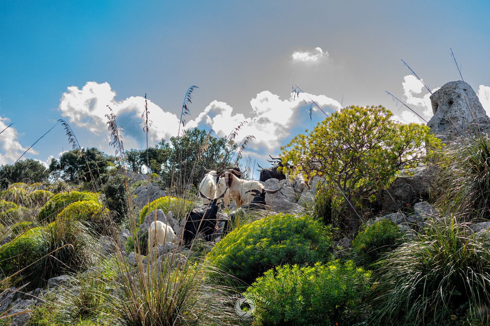 Semi-wild Etna Goats - Palermo, Sicily, Italy