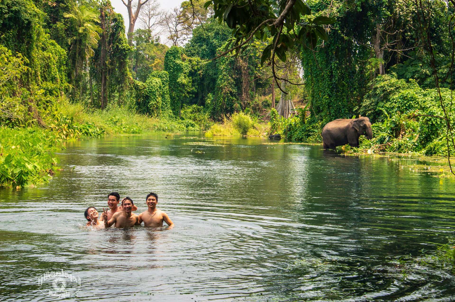 Young Men Swimming and Playing in a Jungle River near Elephant - Near Hue, Vietnam