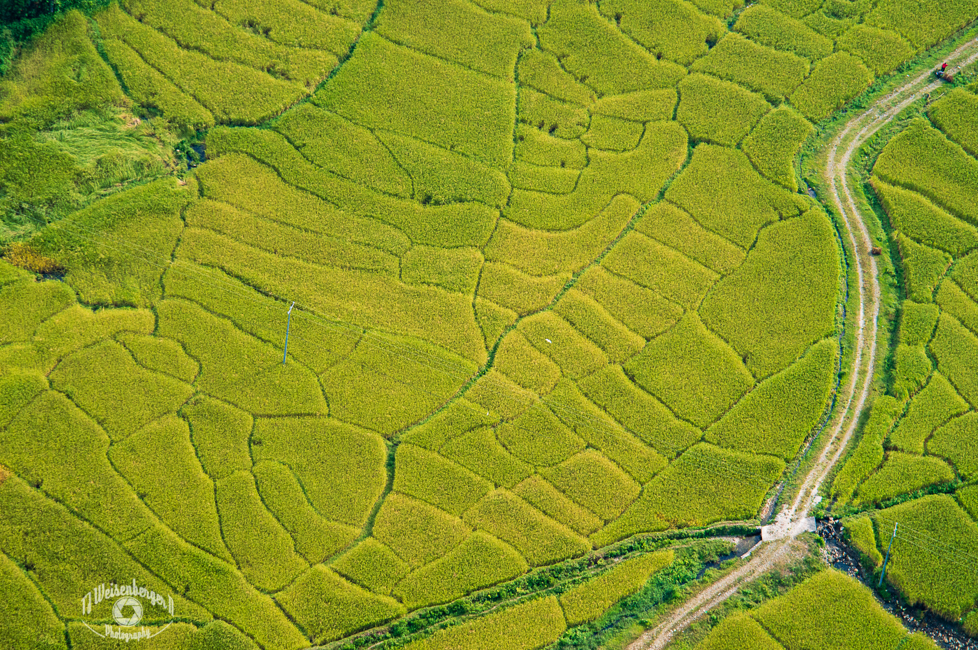 Paragliding Over Rice Paddies - Pokhara, Nepal