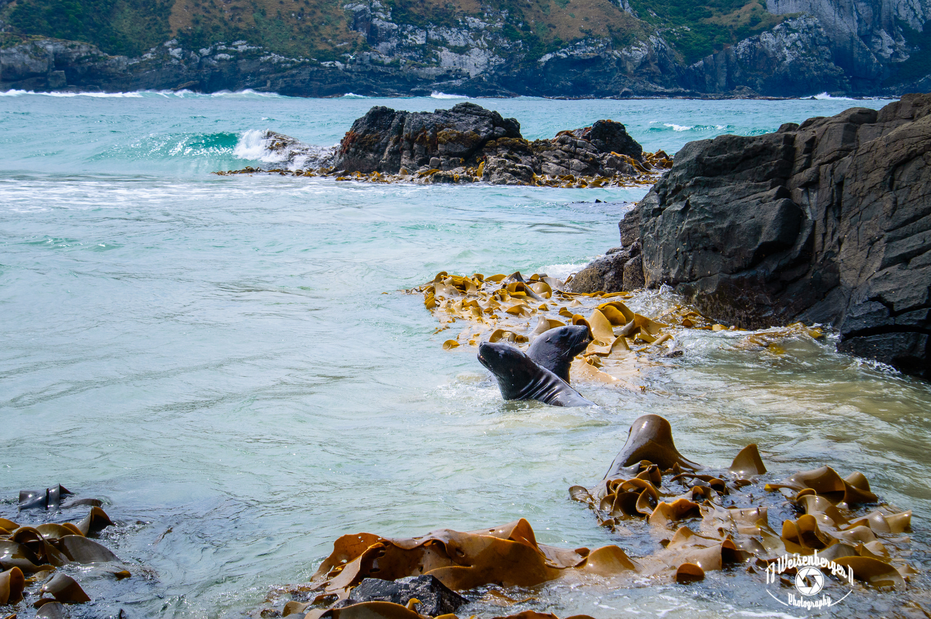 Hooker's Sea Lion Mating - Cannibal Bay, South Island, New Zealand; Animal Wildlife; Cannibal Bay; Coast; Coastal; Coastline; Environment; Hooker's; Island; Landscape; Landscape - Scenery; New Zealand; Ocean; Phocarctos hookeri; Photography; Planet Earth; Rocks; Scenics - Nature; Sea; Sea Lions; South Island; Summer; Sunny; Tourism; Travel; Travel Destinations; Water; animal; beach; kelp; nature; outdoors; pinniped; sea lion; seaweed; wild; wildlife photography; TJ; Weisenberger