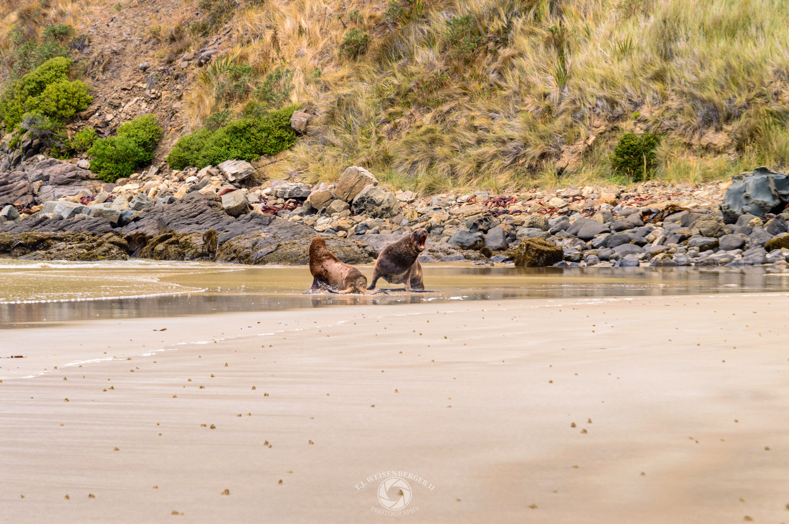 Hooker's Sea Lion Mating Dispute - Cannibal Bay, South Island, New Zealand
