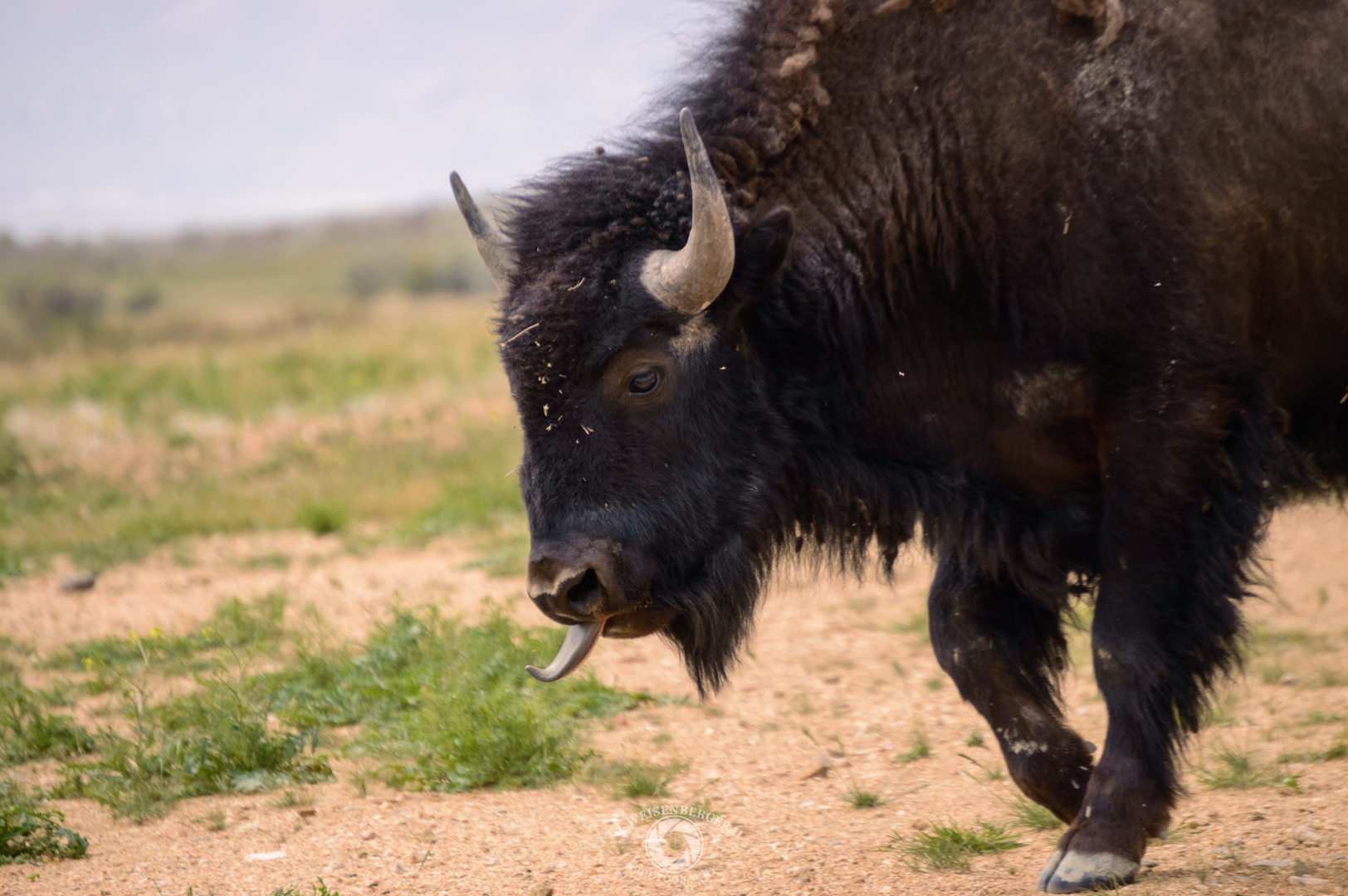 American Buffalo on Antelope Island State Park - Salt Lake City, Utah