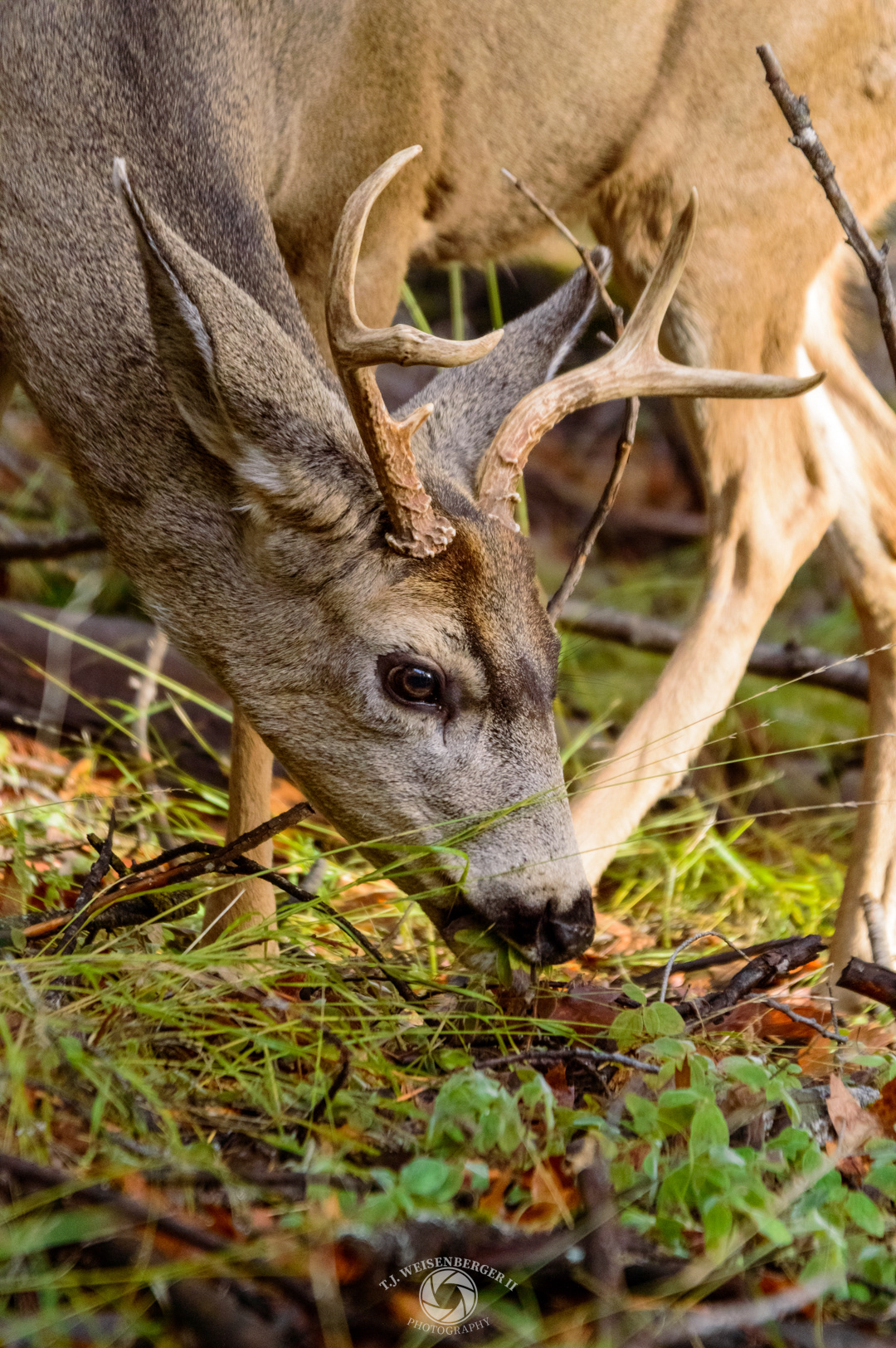 Mule Deer Grazing, Yosemite Valley, Yosemite National Park - California, United States