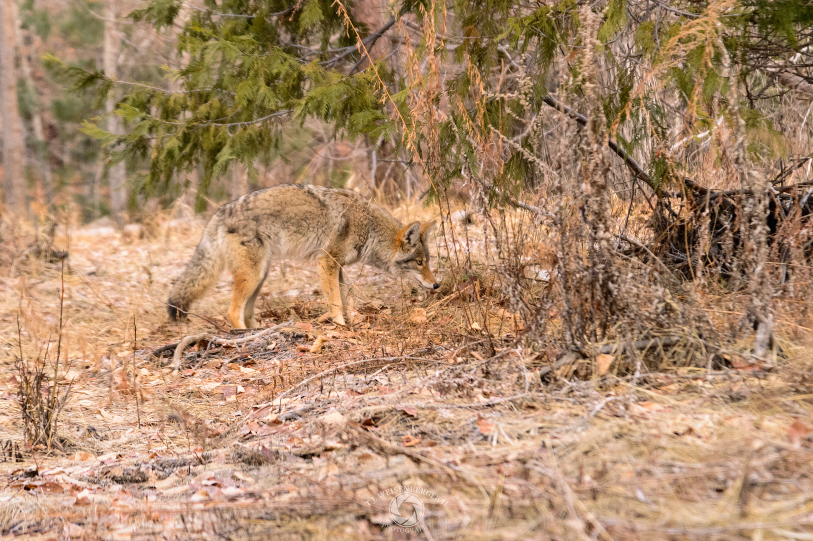 Coyote Roaming the Valley, Yosemite National Park - California, United States