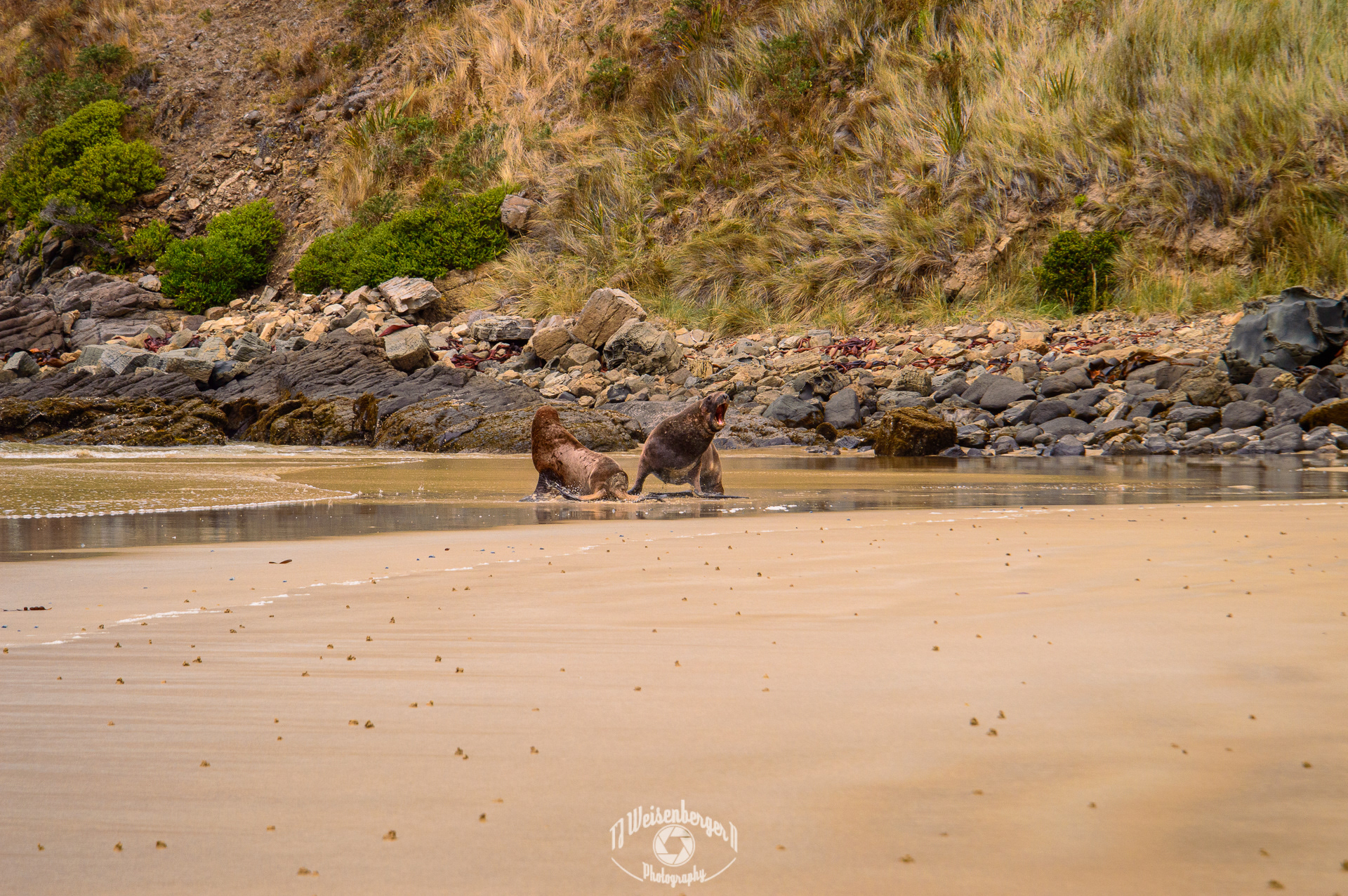 Hooker's Sea Lion Mating Dispute - Cannibal Bay, South Island, New Zealand