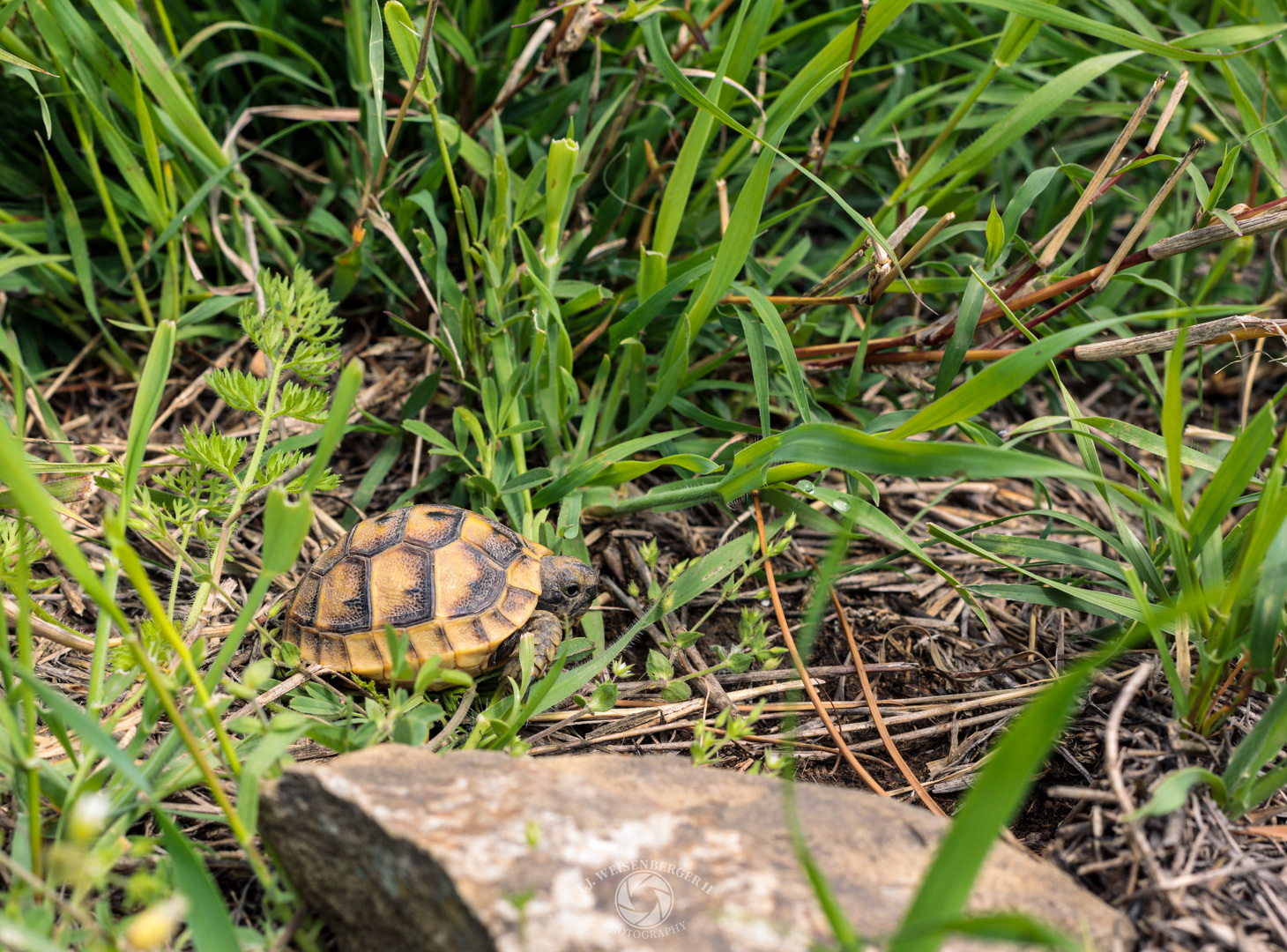 Baby Spur-thighed Tortoise - Tbilisi , Georgia