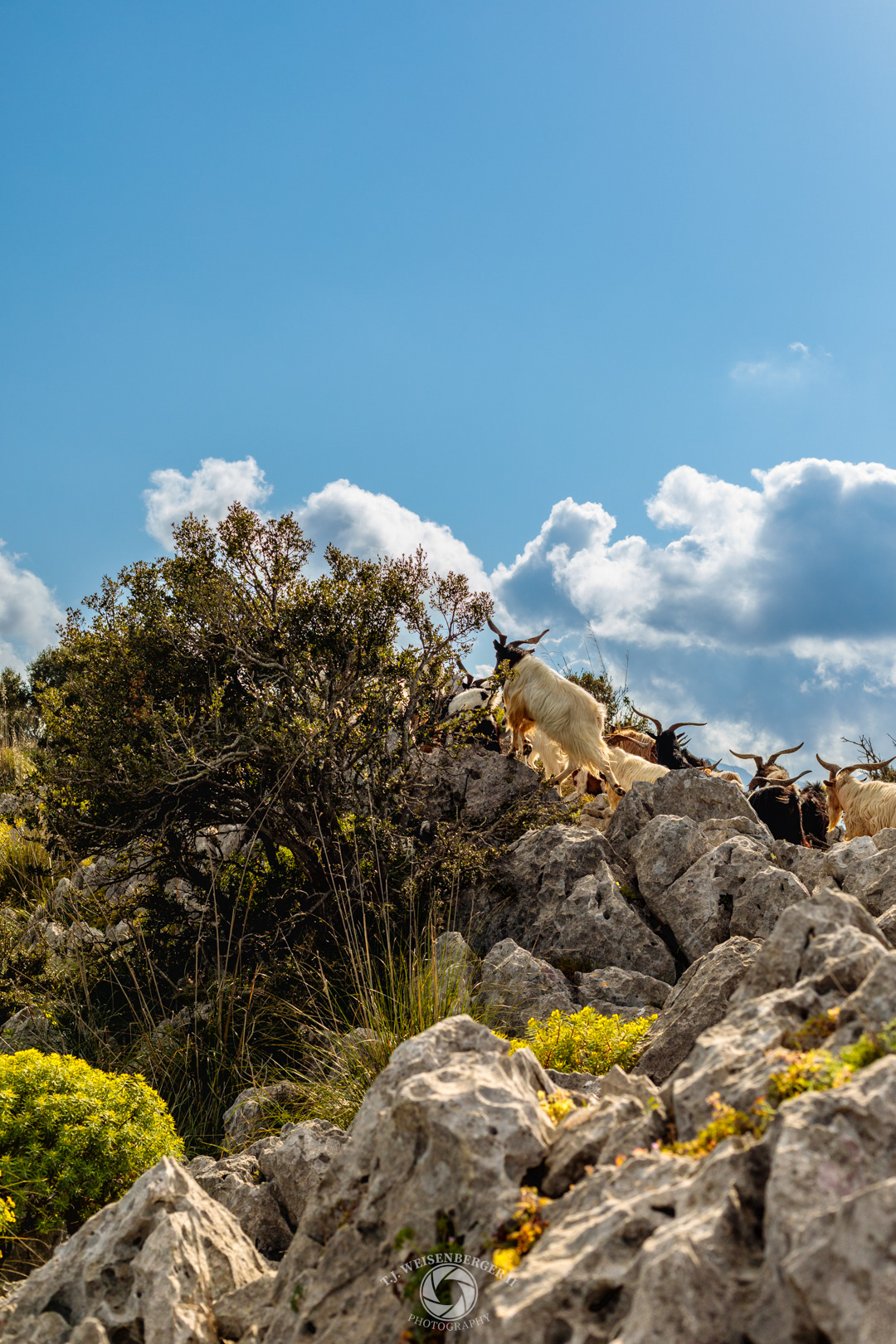 Semi-wild Etna Goats - Palermo, Sicily, Italy