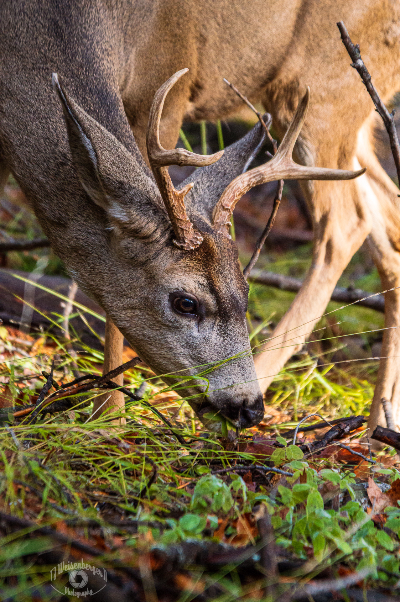 Mule Deer Grazing, Yosemite Valley, Yosemite National Park - California, United States