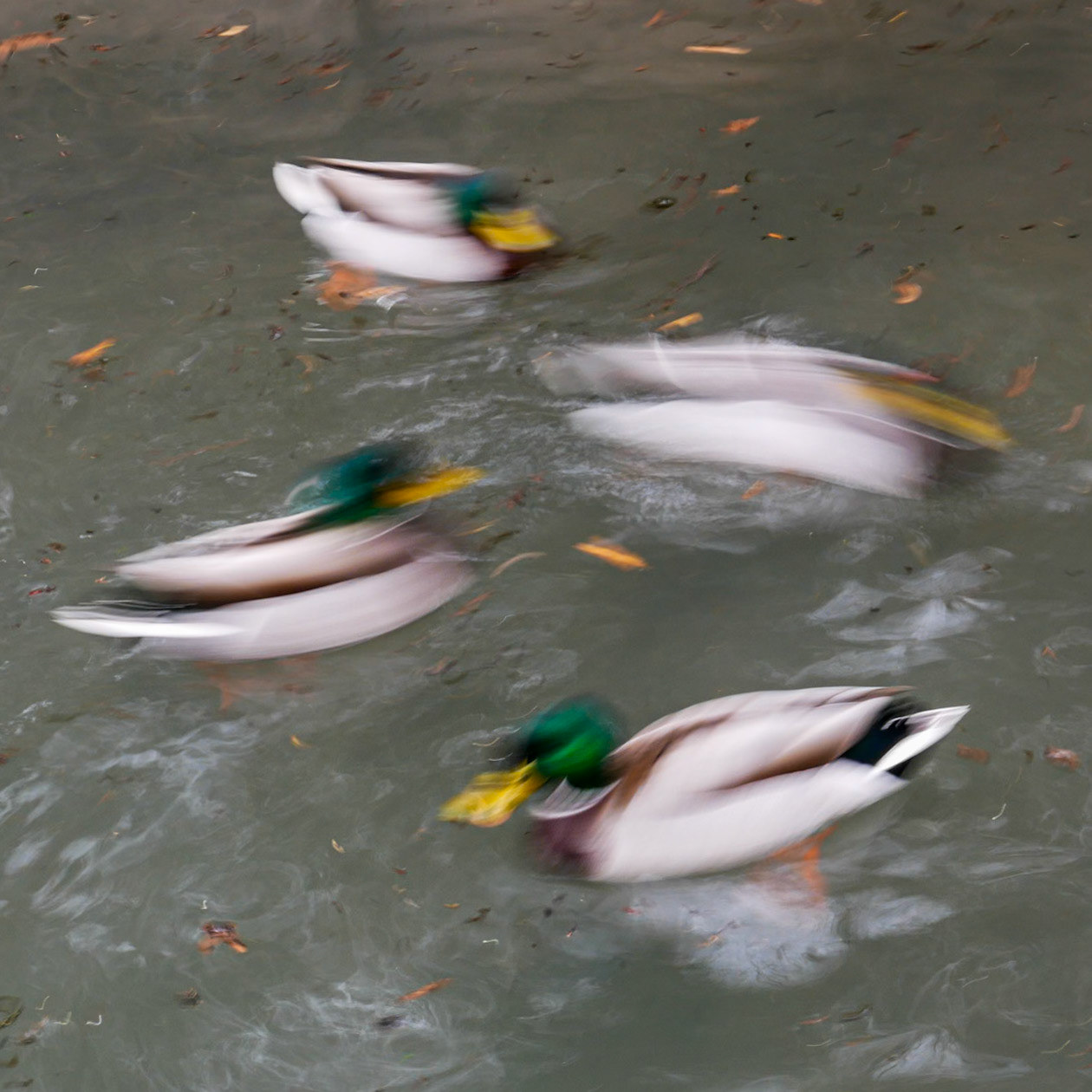 Jardin des plantes, Toulouse, 2020