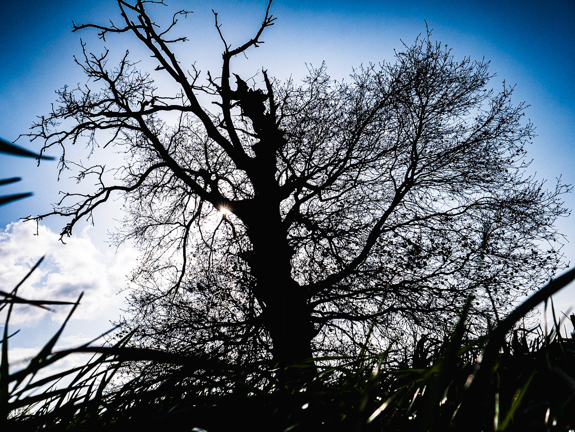 L'arbre dans le champ, Labarthe, 2020