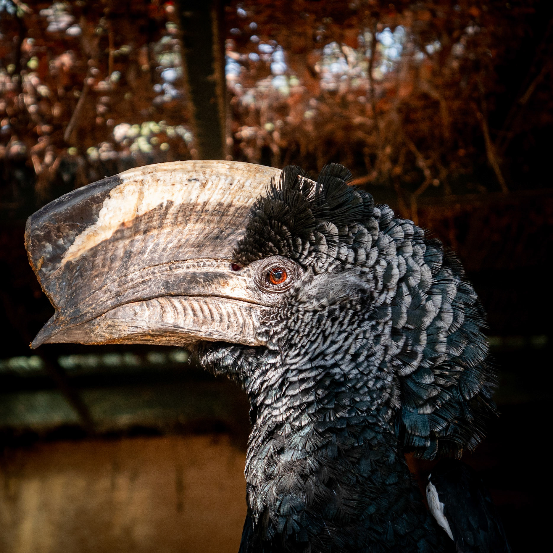 Parc Zoologique, La Londe, aout 2021