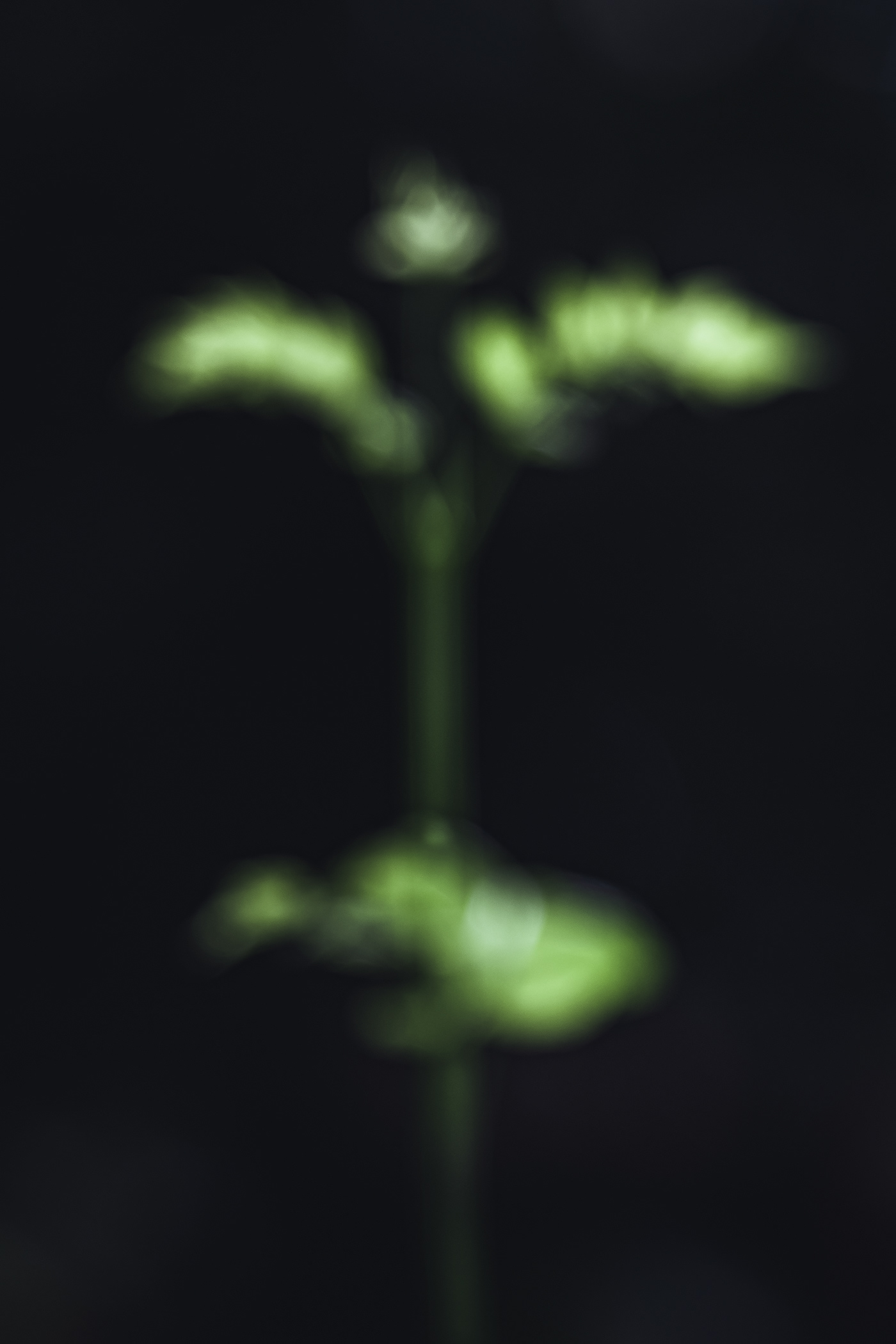 Lightcatcher
