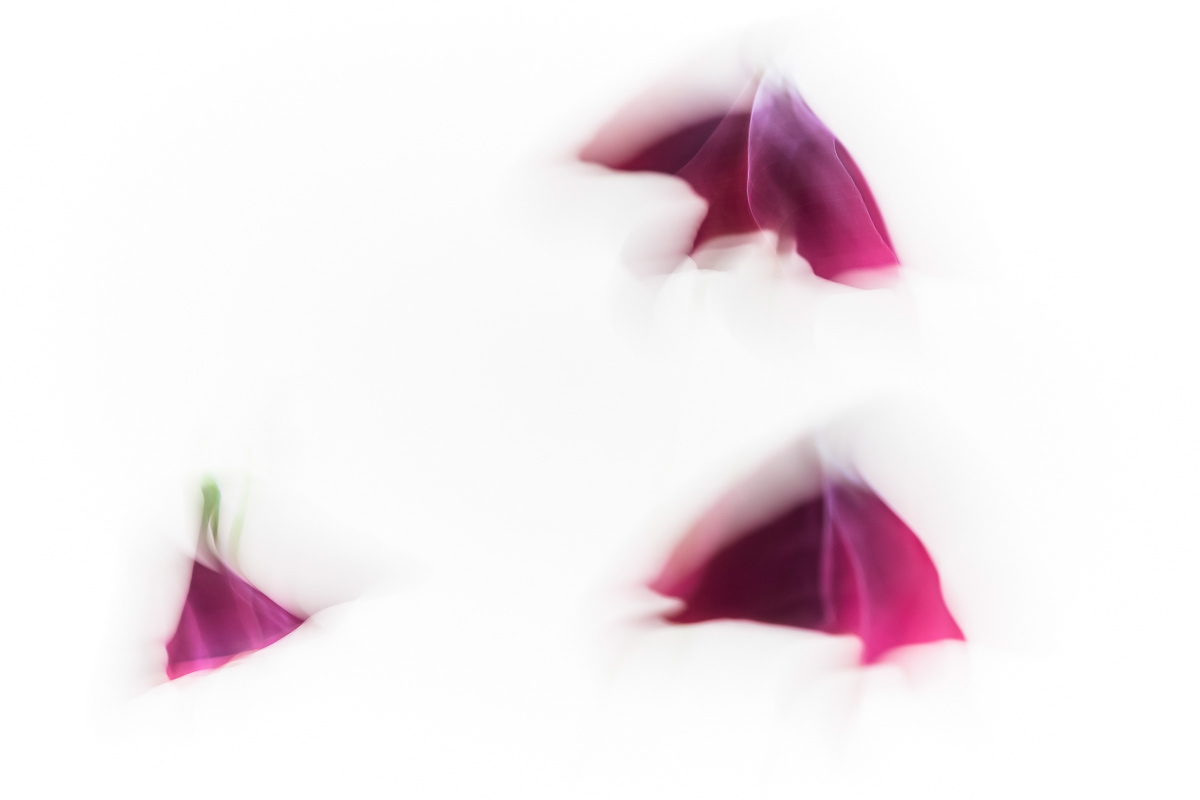 Shapeshifting IV