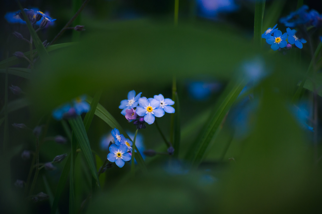 True Blue