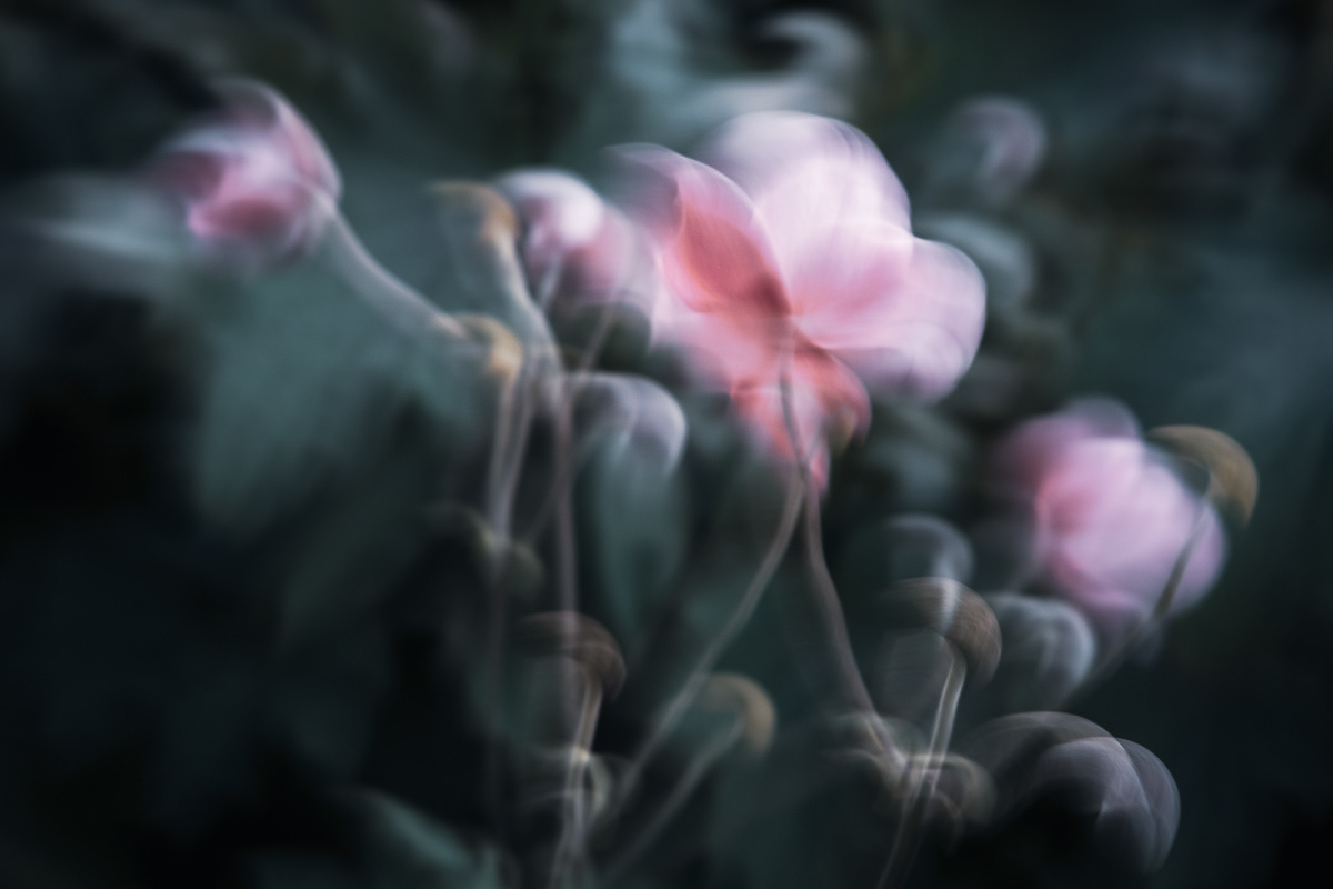 Blush Dream