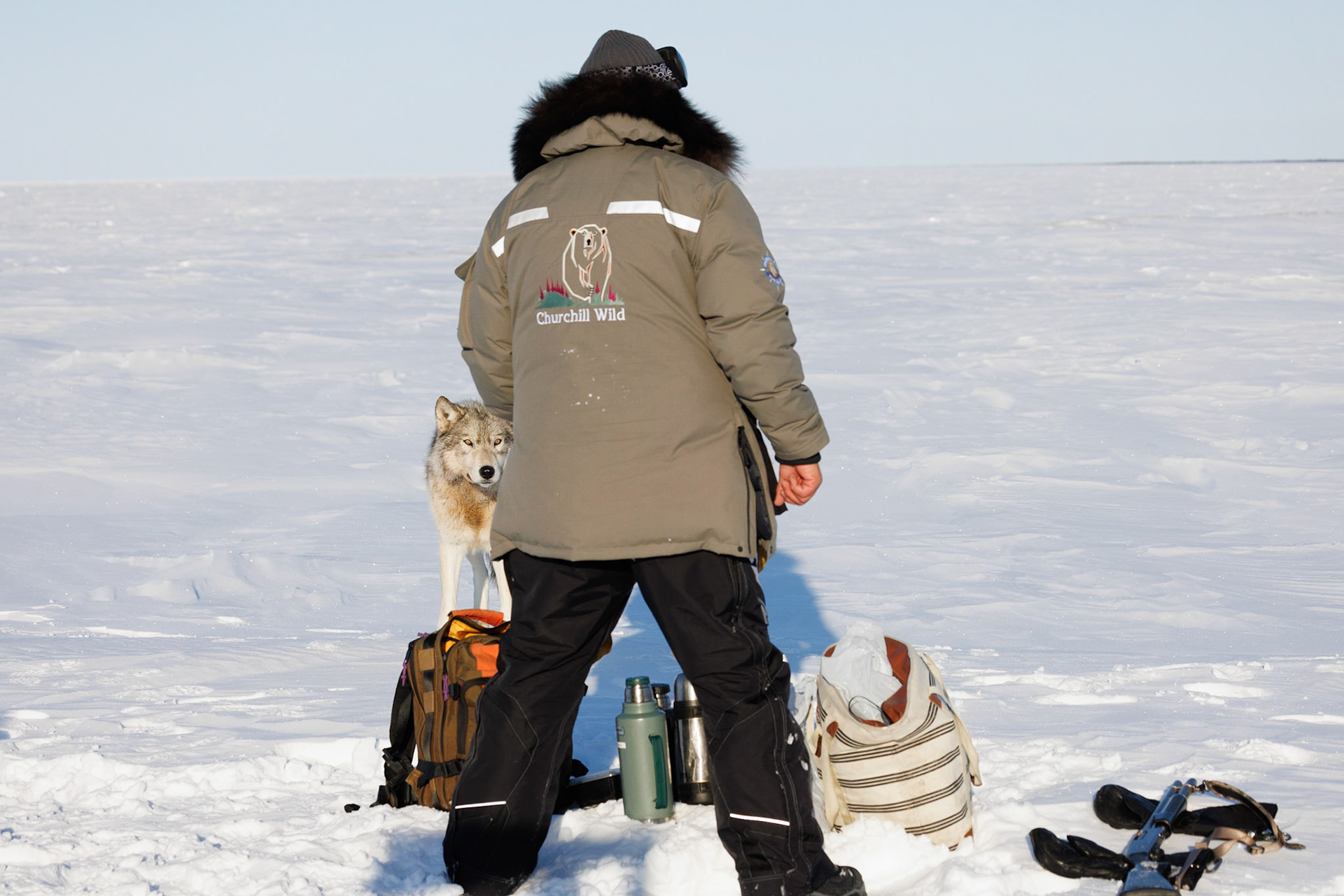 surrounded by a pack of twelve