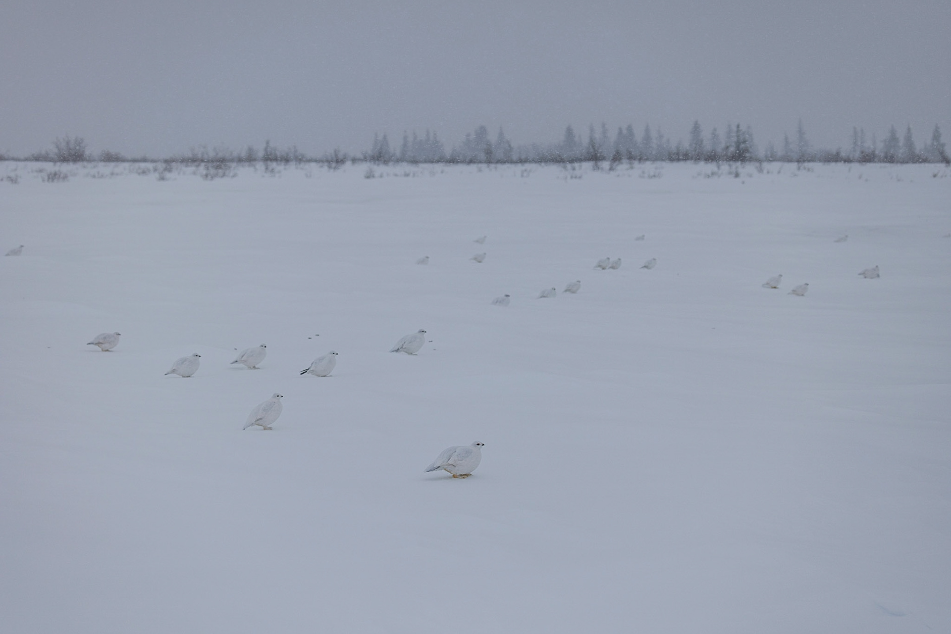 Ptarmigans