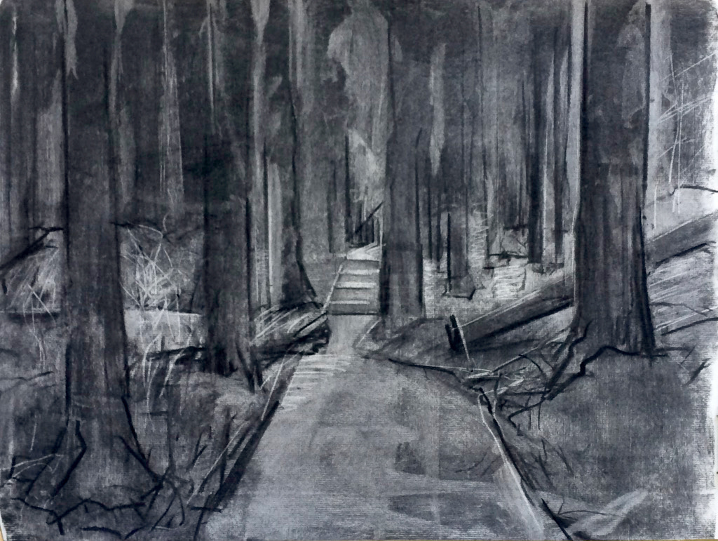 Redwood grove Berkeley. 2018 | Charcoal on paper