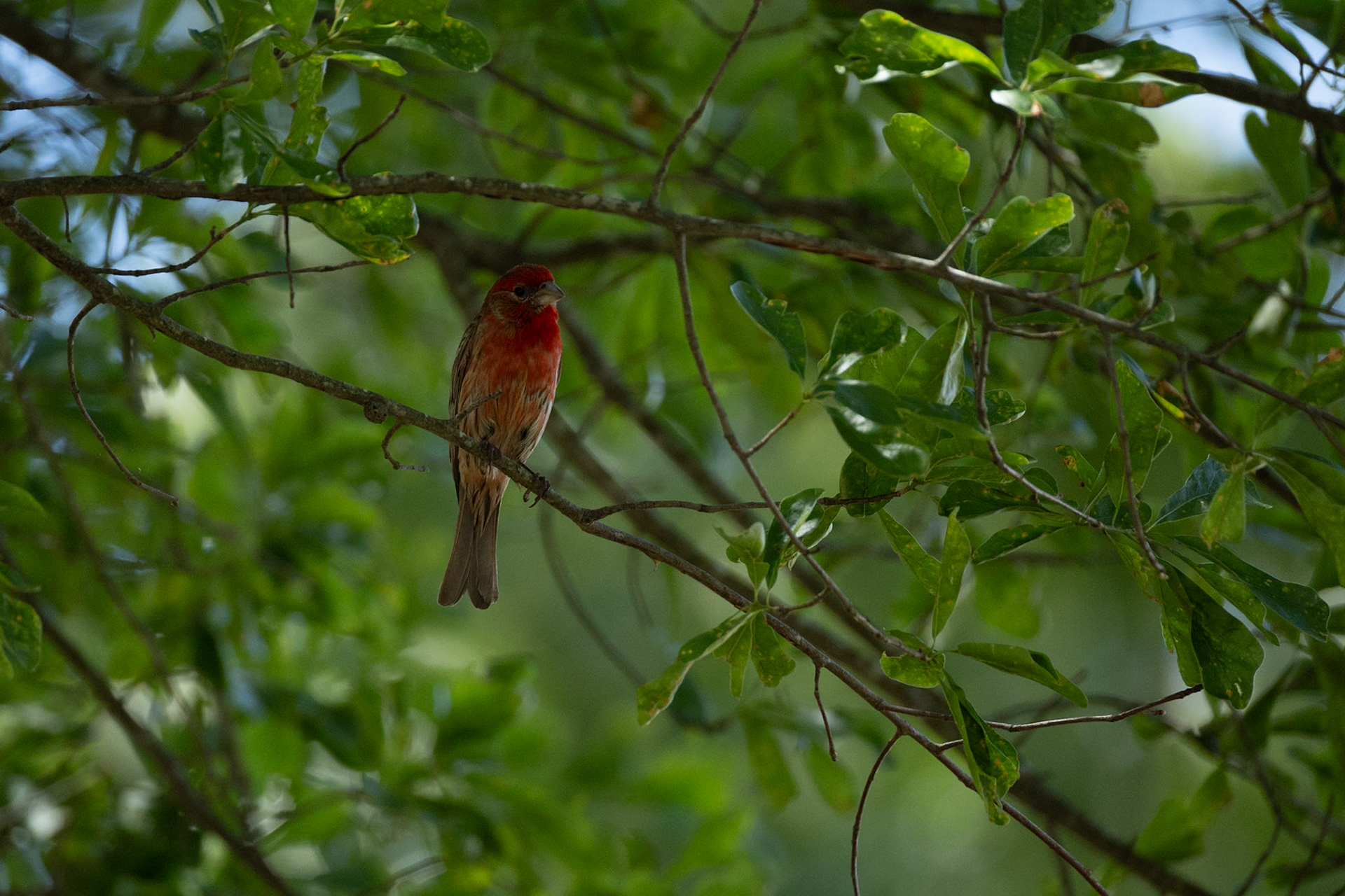 Male House Finch