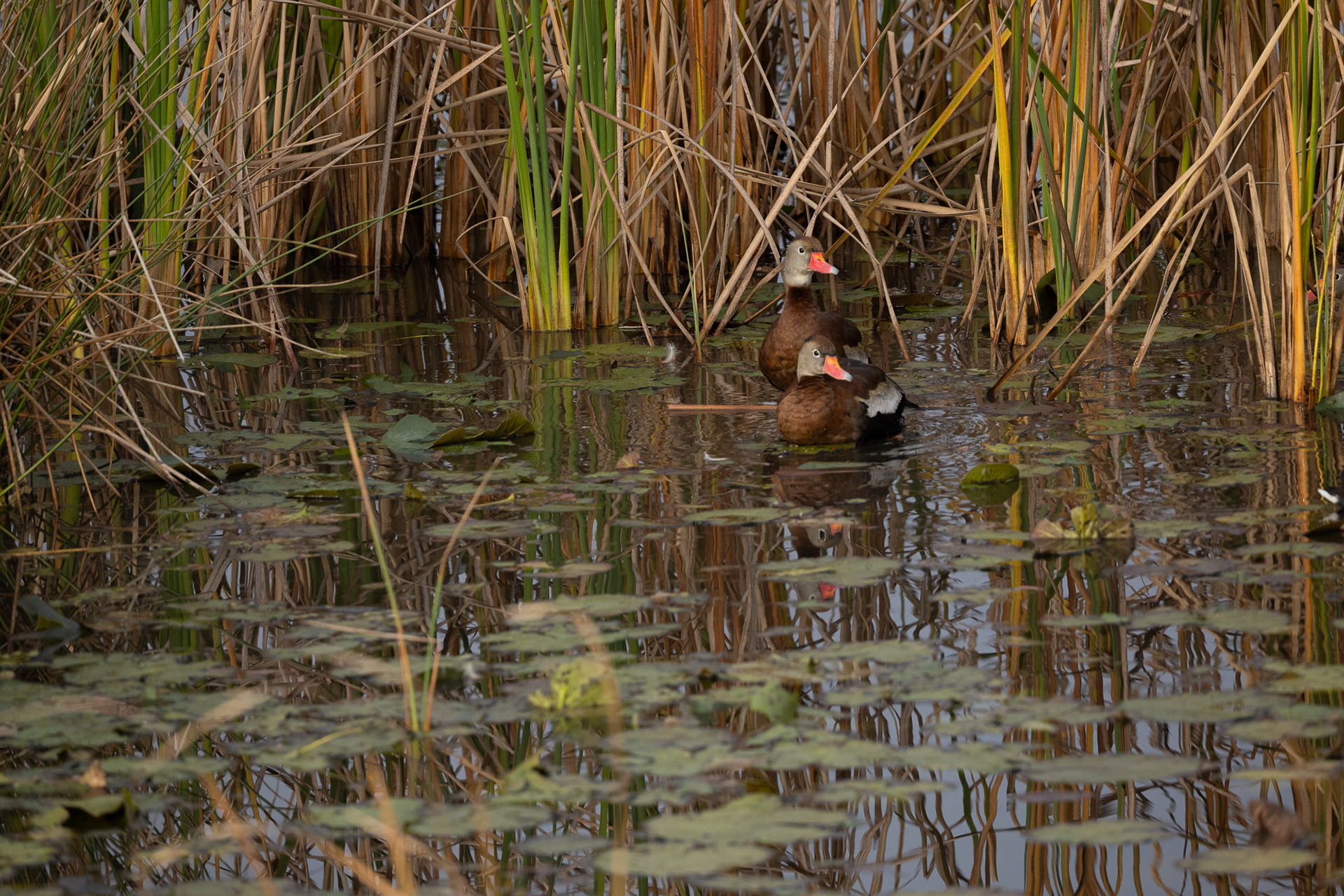 Black-bellied Whistling Duck
