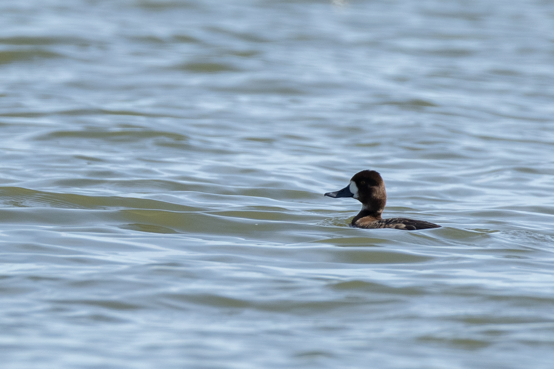 Female Greater Scaup