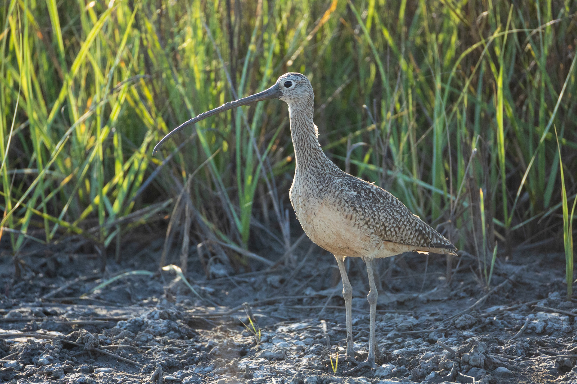 Long-billed Curlew