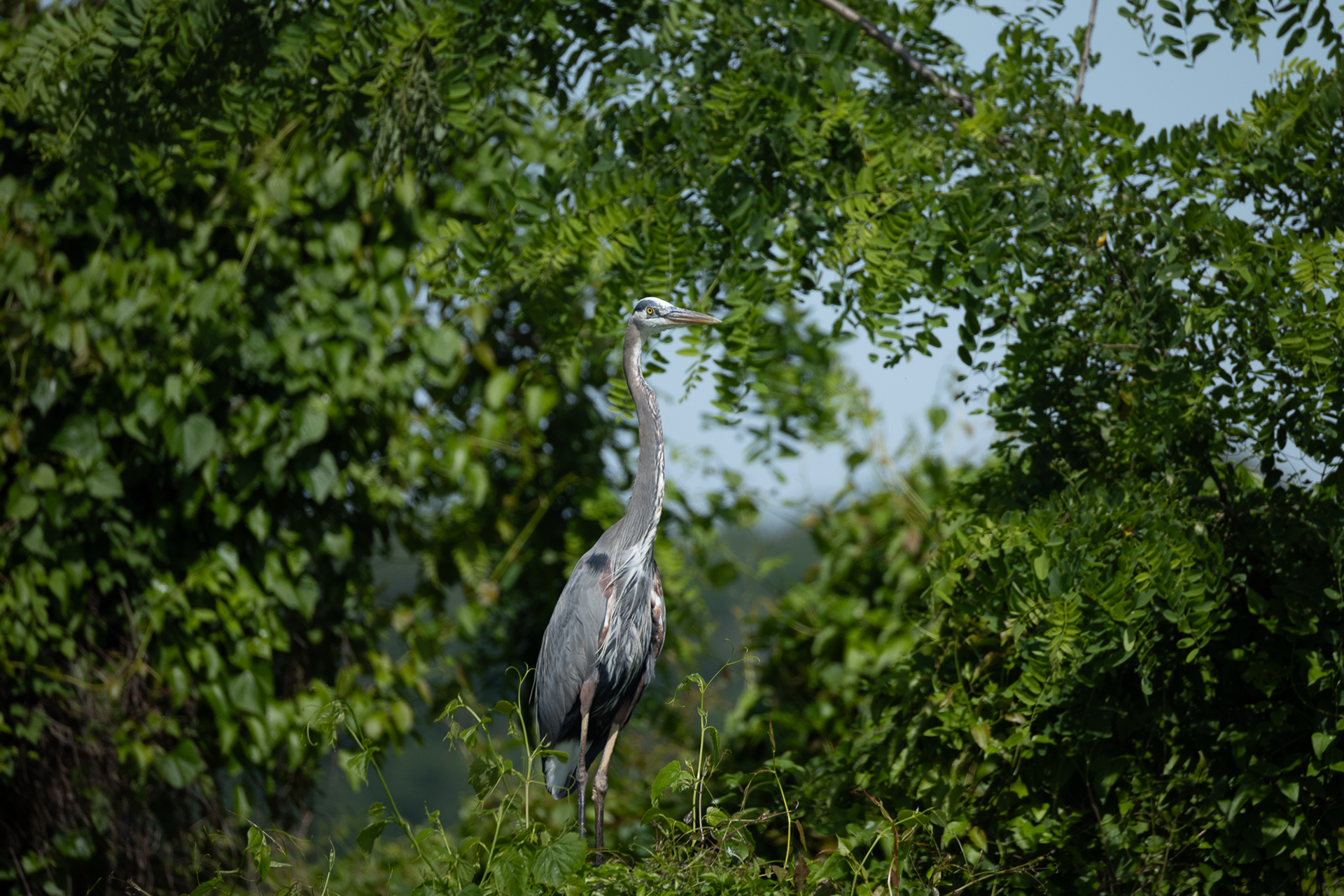 Cattle Egret