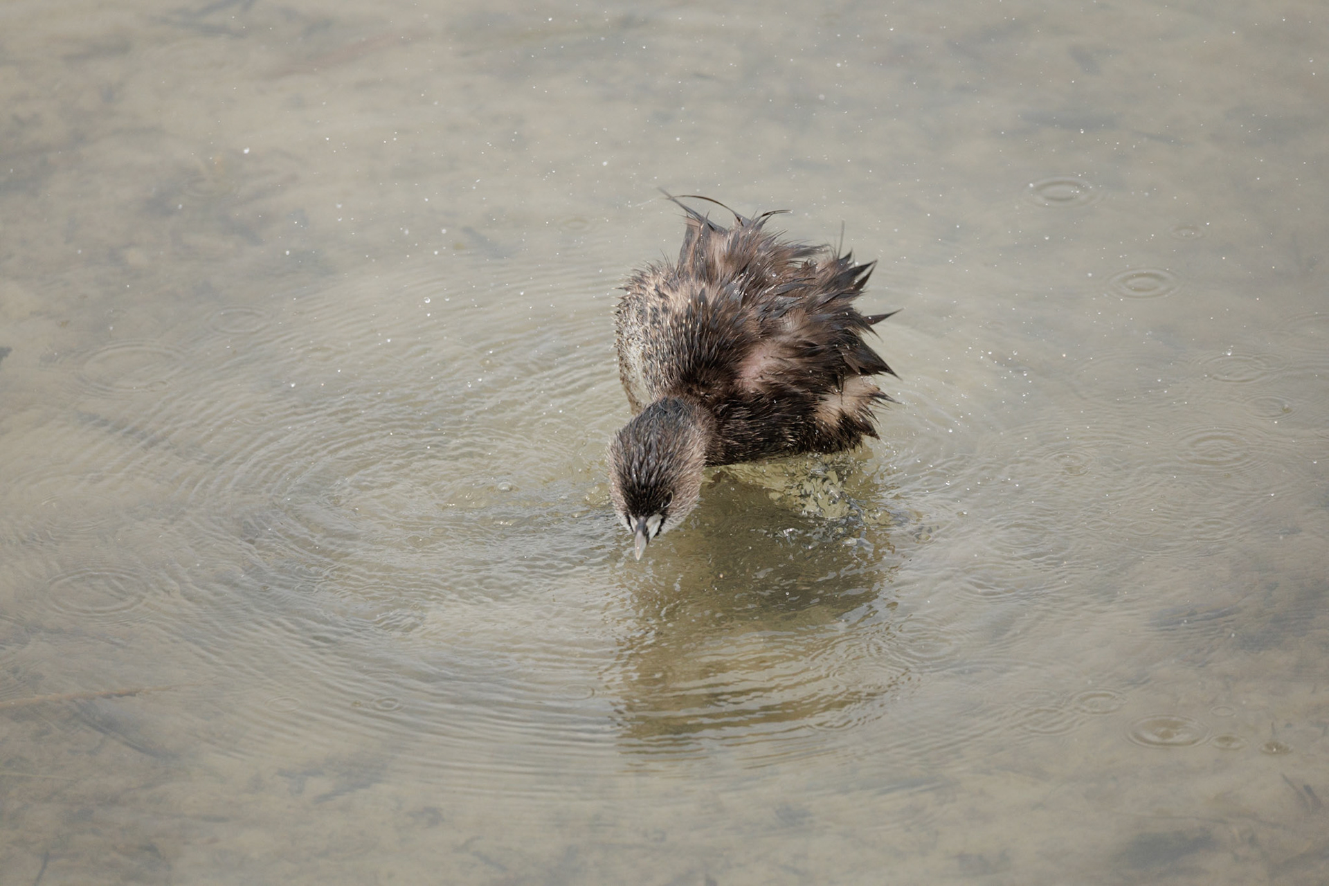 Pied-billed Grebe