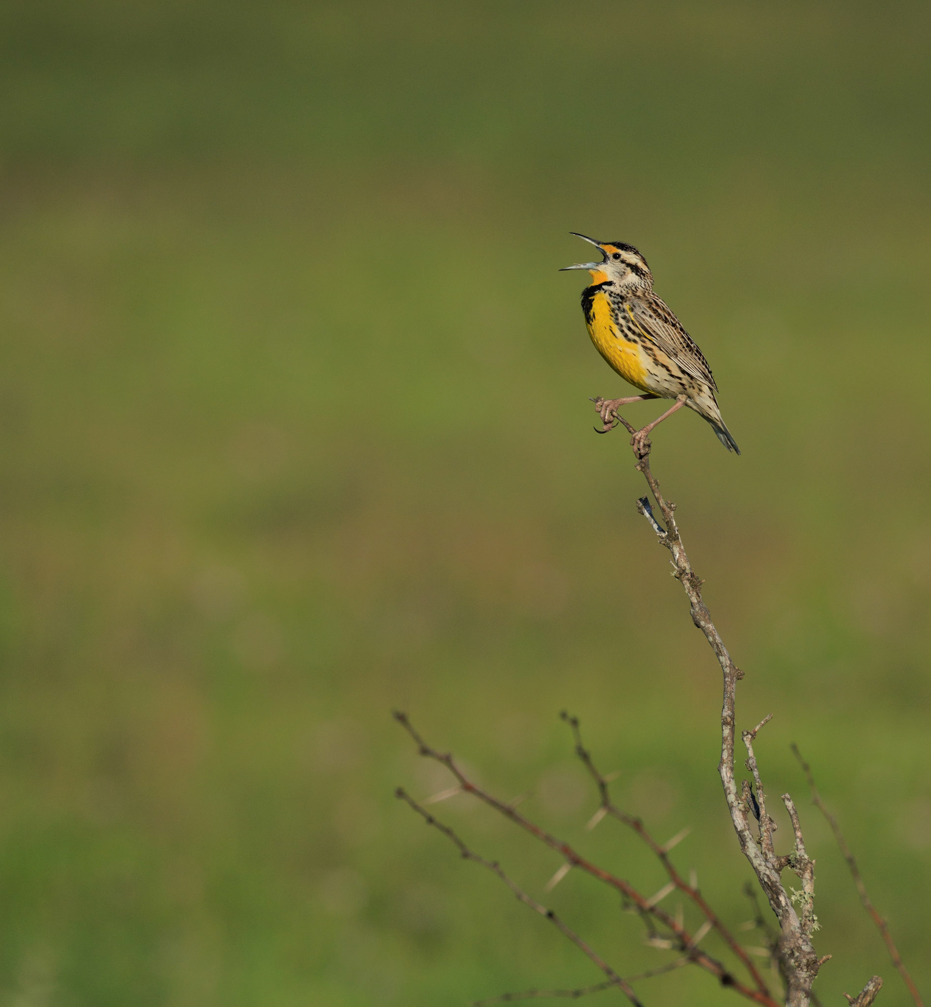 Eastern Meadowlark
