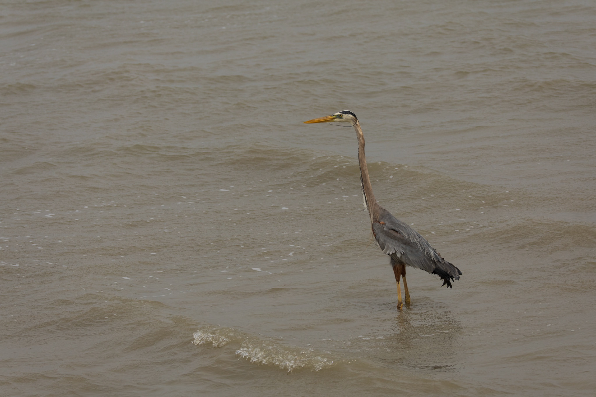 Great Blue Heron