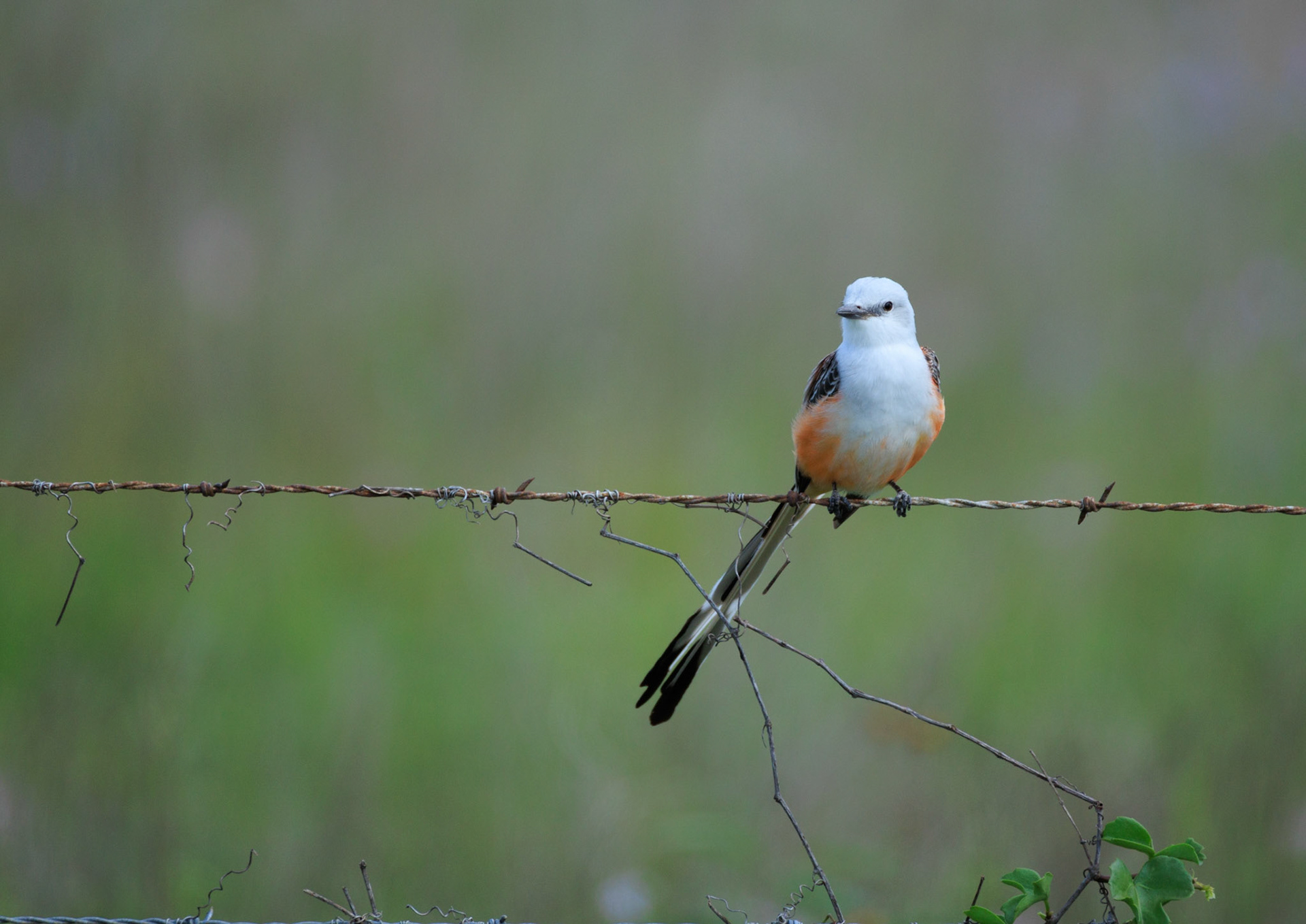 Scissor-tailed Flycatcher