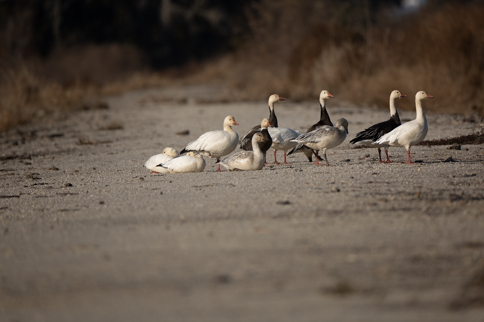 Snow Geese and Ross's Geese