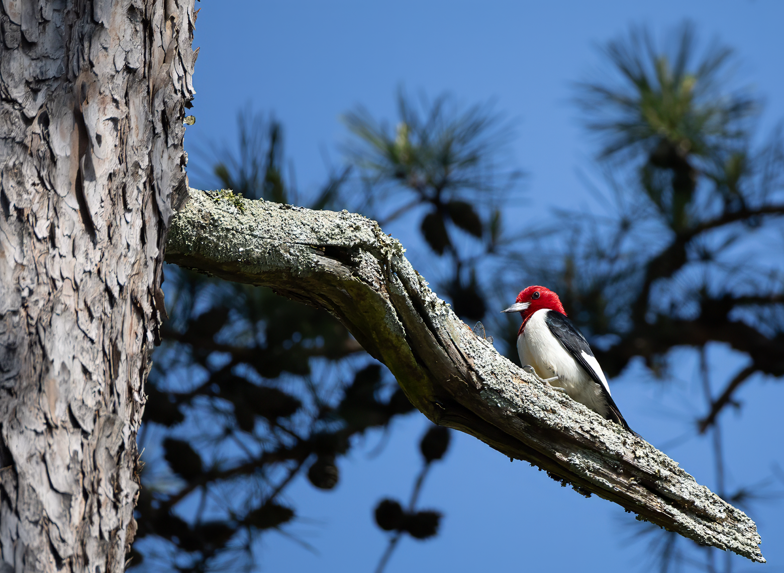 Red-Headed Woodpecker