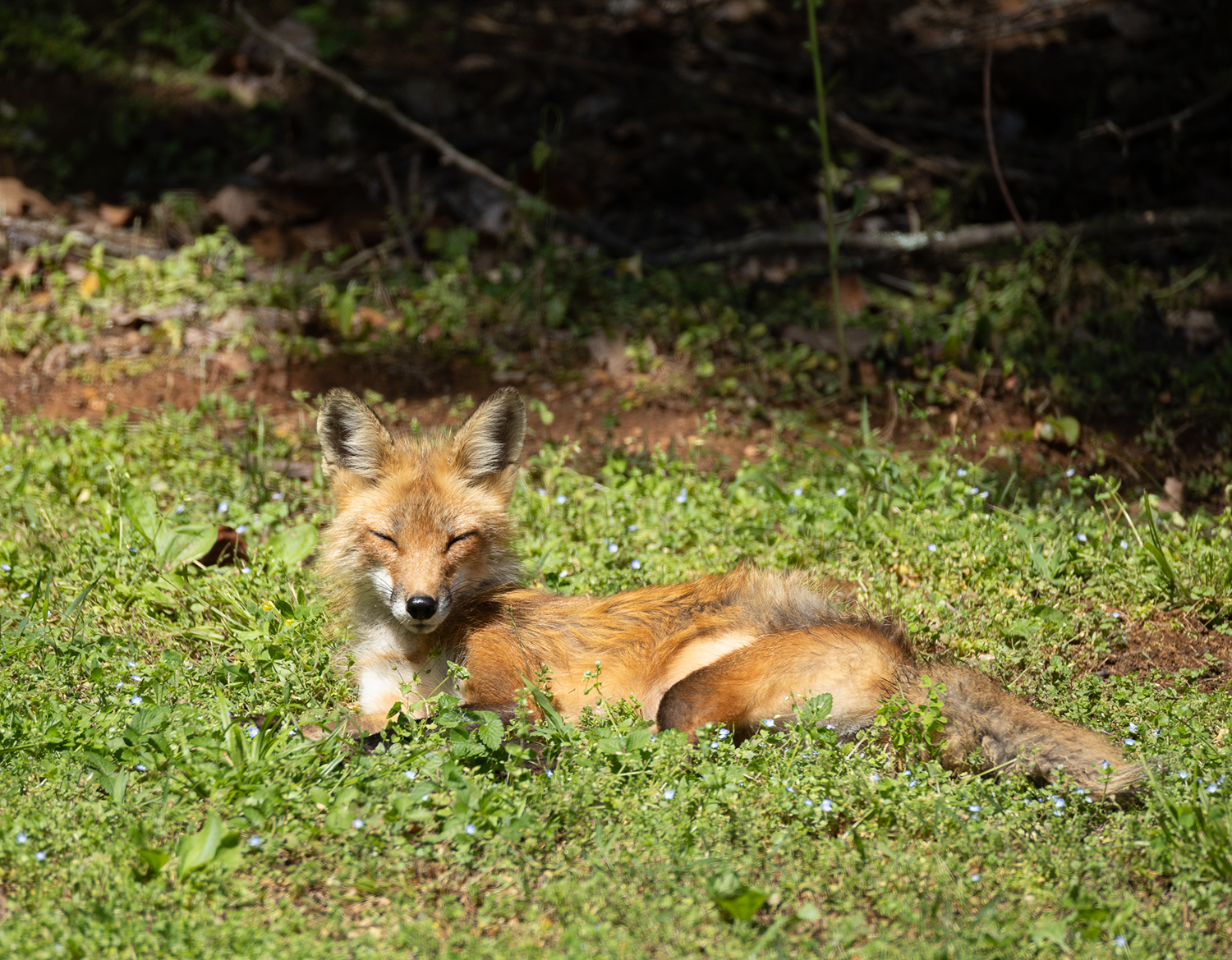 Red Fox